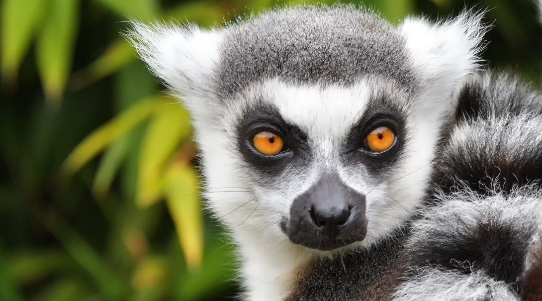 Als vrijwilliger op een Natuurbehoud project in Madagaskar help je bij de bescherming van lemur apen. Tijdens Natuurbehoud vrijwilligerswerk in Madagaskar kom je ongetwijfeld een lemur aap tegen.